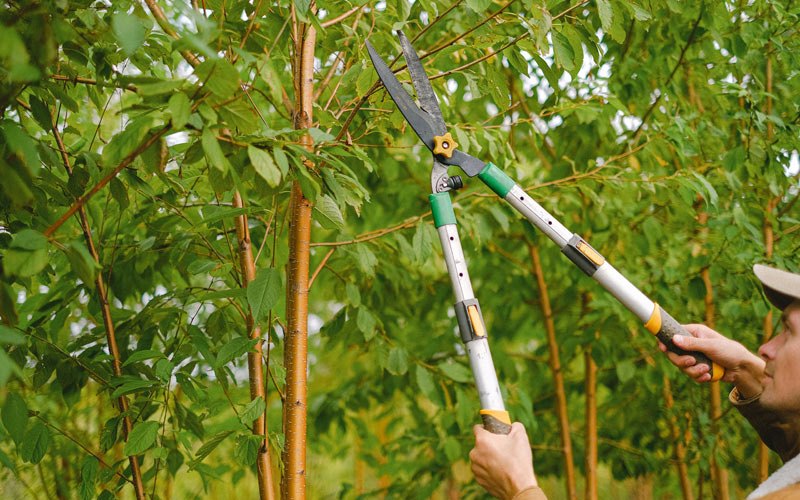Tree trimming in Spiceland, IN